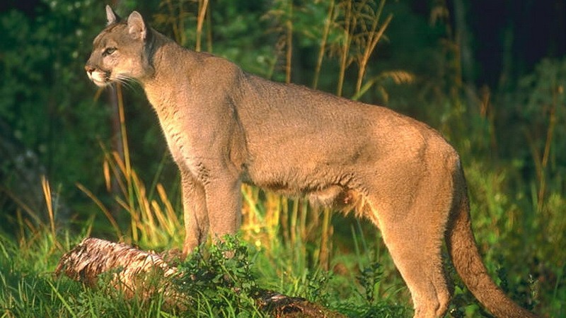 Puma_zviera_okolo zeleň_dobrá kvalita